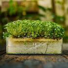 Refil Kit Brotos | Agrião